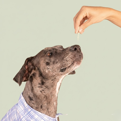 Dogestive™ – Dagligt tillskott för en gladare och friskare hund