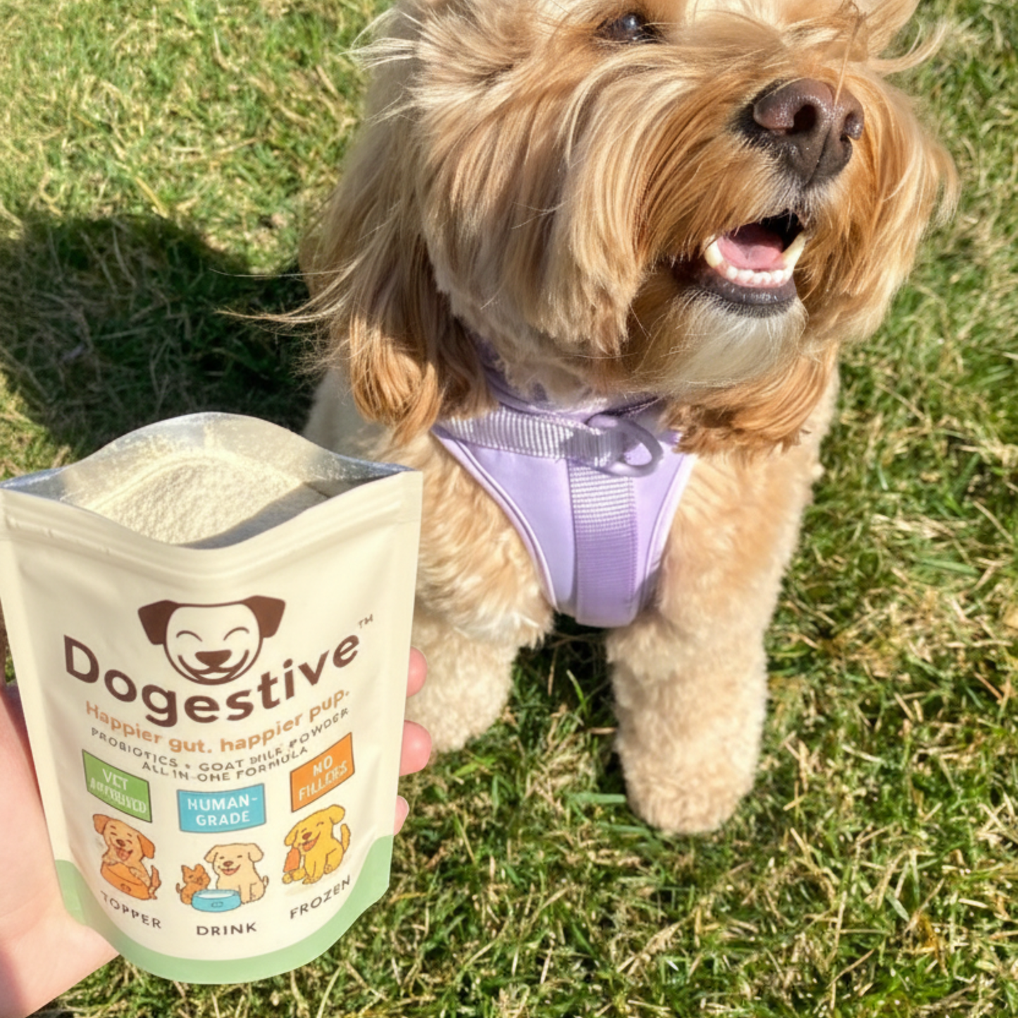 Dogestive™ – Dagligt tillskott för en gladare och friskare hund