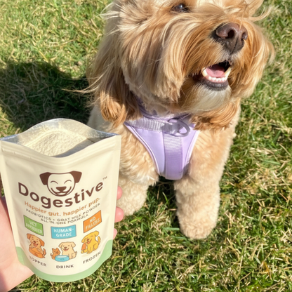 Dogestive™ – Dagligt tillskott för en gladare och friskare hund